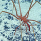 Image courtesy of the NOAA Office of Ocean Exploration and Research, 2017 Laulima O Ka Moana.